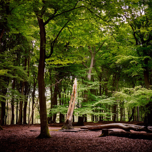Sacred Grounds - Image 4