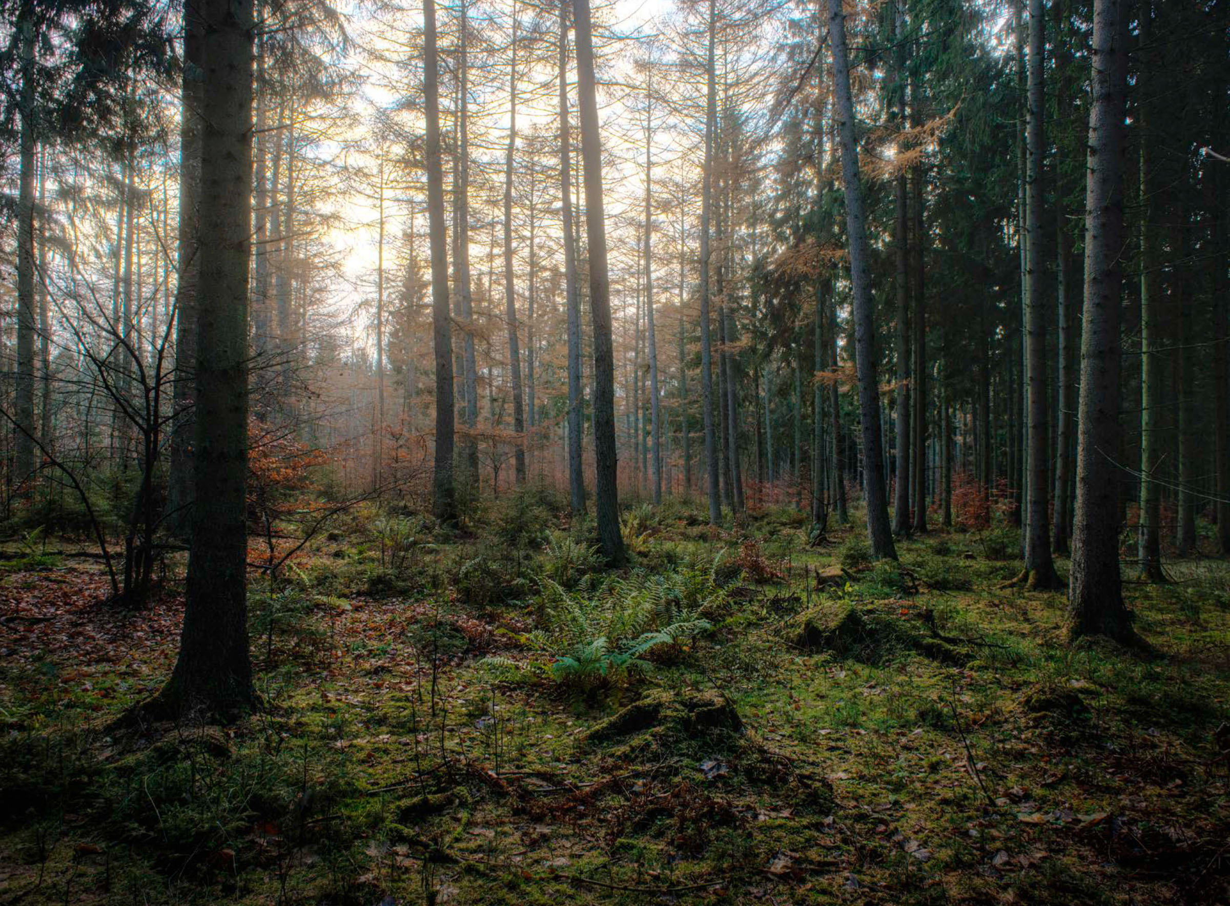 Landscape I