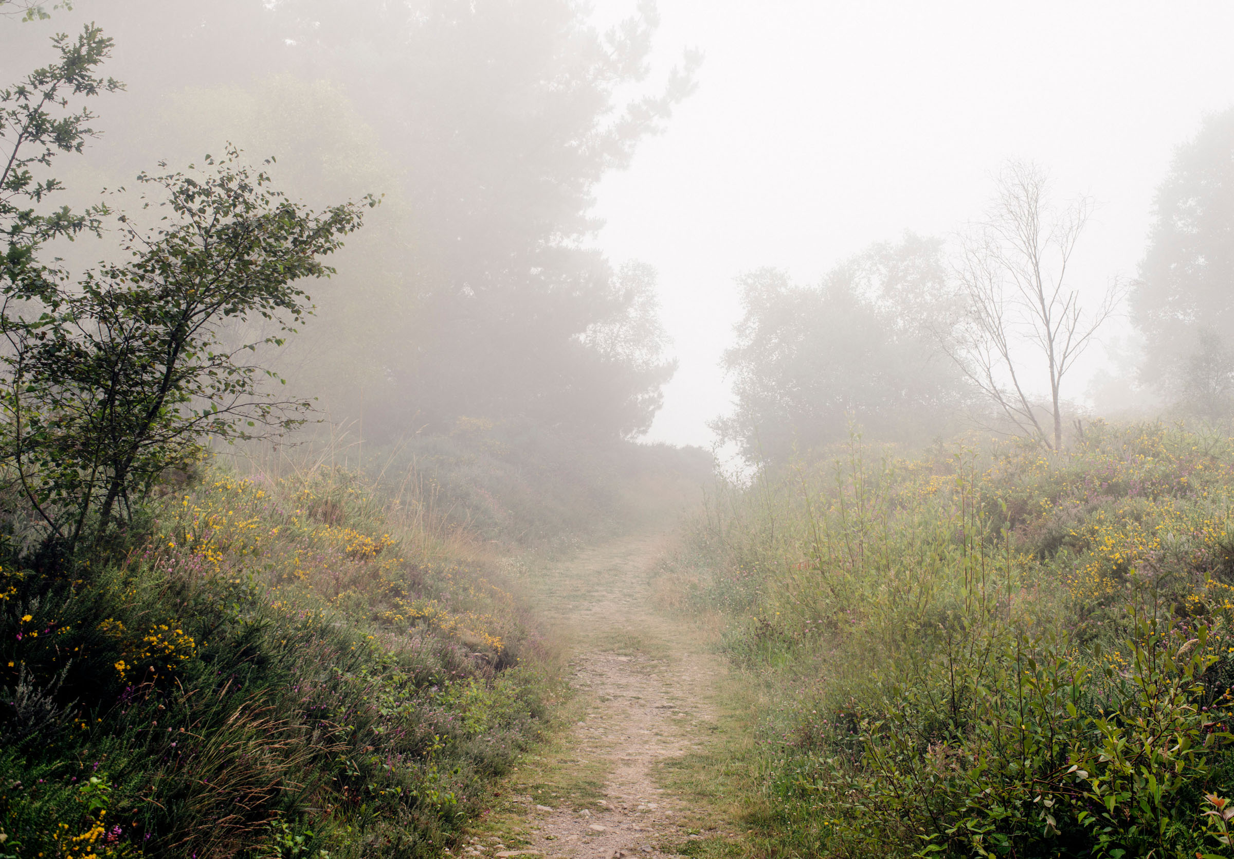 Camino Primitivo II